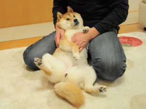 Shiba Inu Dogecoin DOGE elon musk